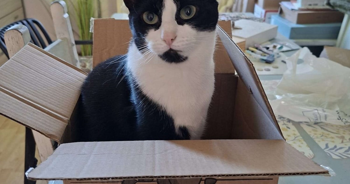 Heb jij Tiggy, James of Divera gezien? Deze drie huisdieren worden in Woerden vermist