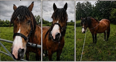 Hartverscheurende diefstal in Heukelum: geredde pony Sjaam spoorloos verdwenen: ‘Breng hem terug’