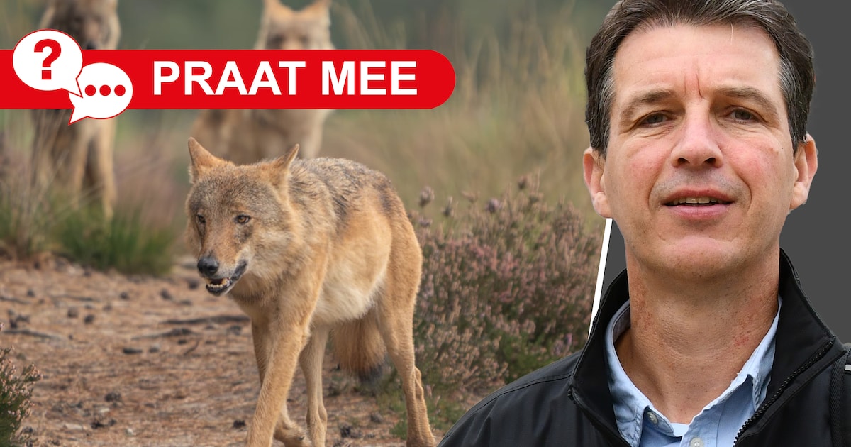 Soepeler regels voor verjagen en afschieten van wolf: goede zaak of gaat dit te ver?
