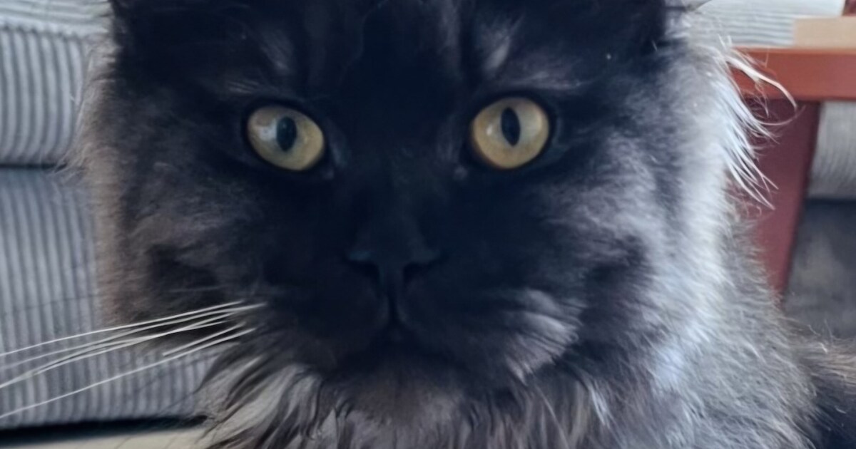 Heb jij Cleo gezien? Dit huisdier wordt in Bergen vermist