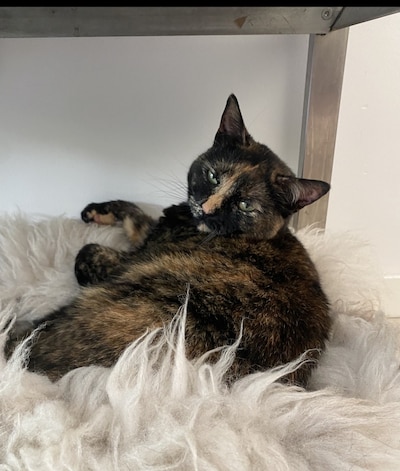 Heb jij Lola, Teun of Pien gezien? Deze acht huisdieren worden in Amersfoort vermist