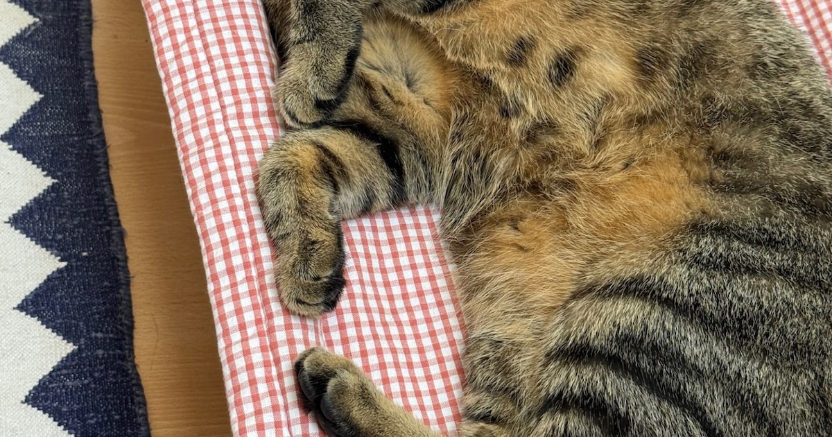 Heb jij Luna of Sammy gezien? Deze twee huisdieren worden in Eijsden-Margraten vermist