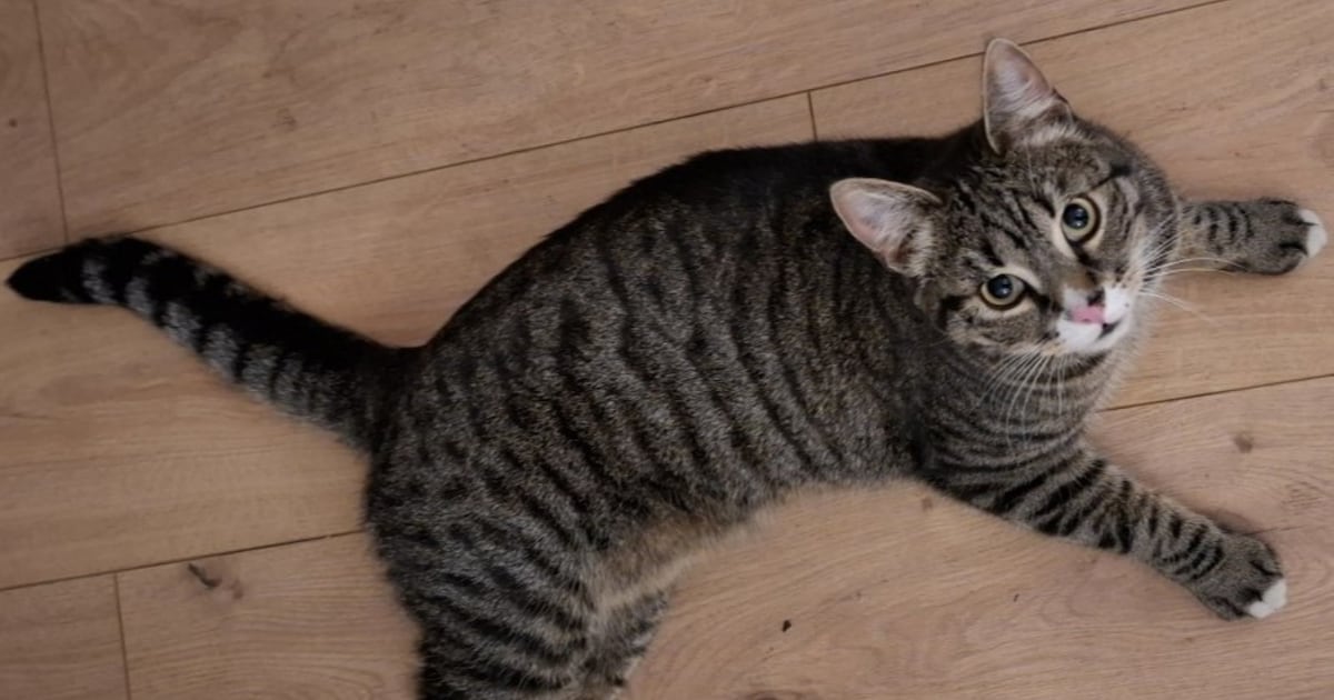 Heb jij Tijger gezien? Dit huisdier wordt in Zeist vermist