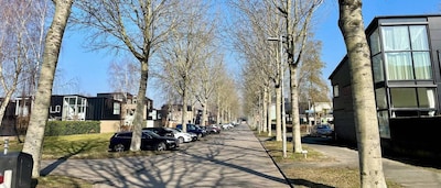 Bomen Walter Kollolaan gaan nu écht om: bewoners mogen stemmen welke soorten er voor terug moeten ko