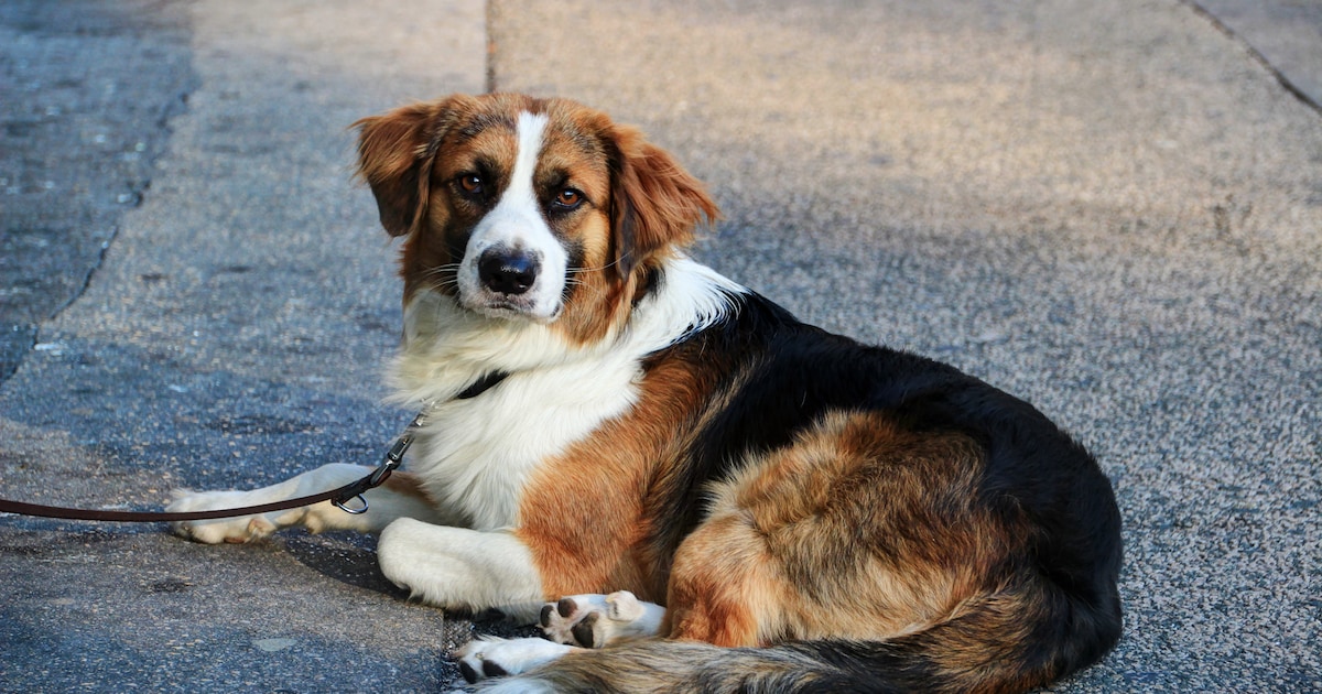 Asielactie in Hoorn met Pasen: fotoshoots, poffertjes en loterij voor dieren