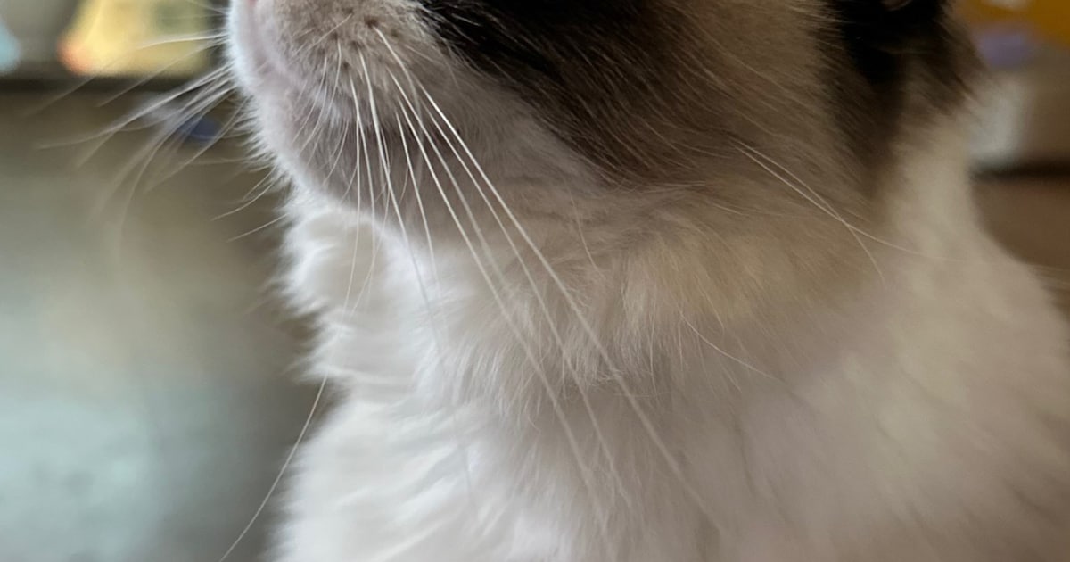 Heb jij Lola gezien? Dit huisdier wordt in Heeze-Leende vermist