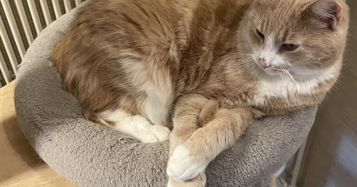 Heb jij Fay, Pumba of Tommy gezien? Deze 10 huisdieren worden in Emmen vermist