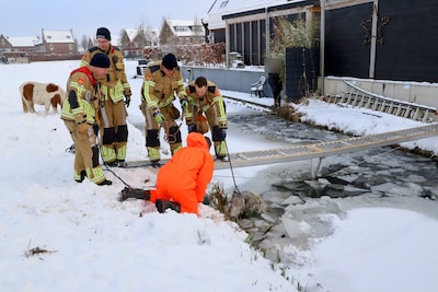 Pony valt in ijskoude sloot in Meteren