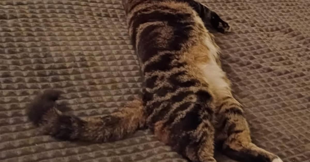 Heb jij Evy of Toettoet gezien? Deze twee huisdieren worden in Westland vermist