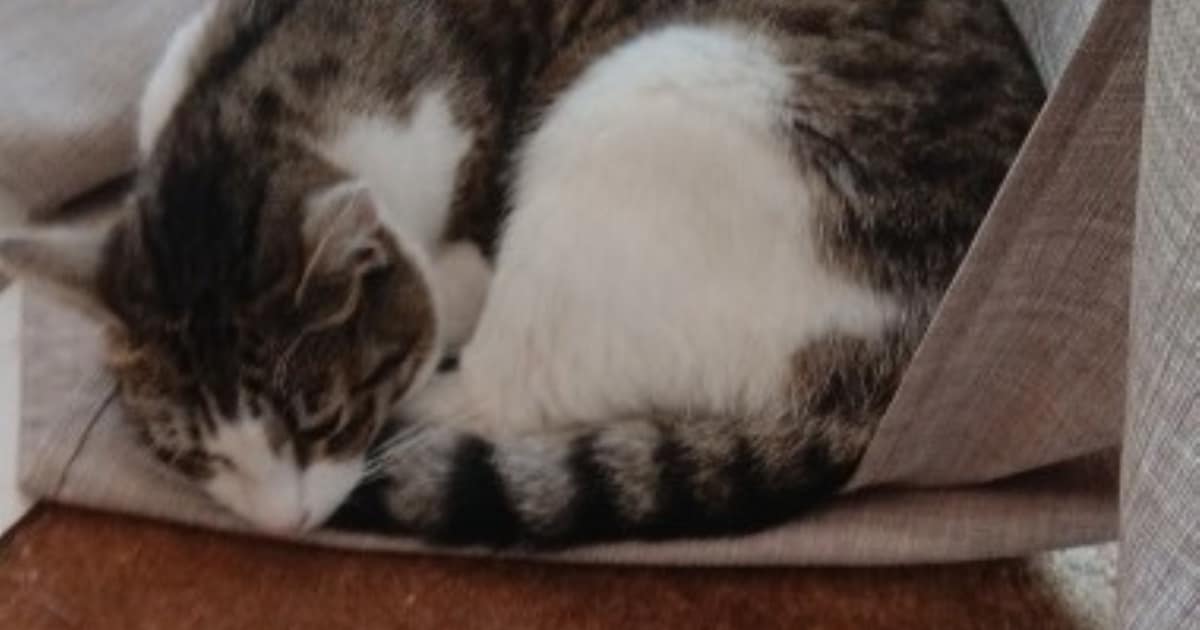 Heb jij Greetje gezien? Dit huisdier wordt in Renswoude vermist