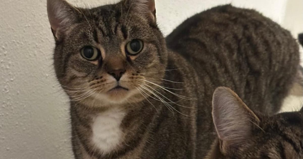 Heb jij Monk gezien? Dit huisdier wordt in Oegstgeest vermist