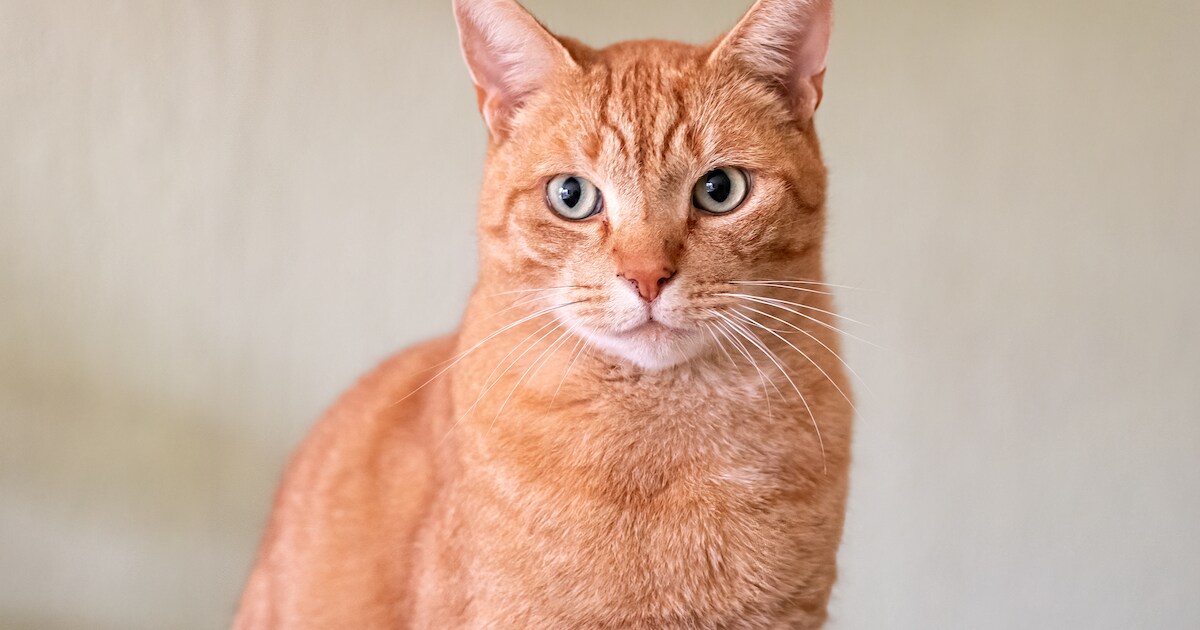 Kat beschoten met luchtbuks in Musselkanaal