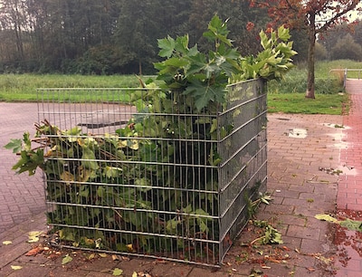 Blaadjes vallen van de bomen: hier in Amersfoort staan (binnenkort) bladkorven
