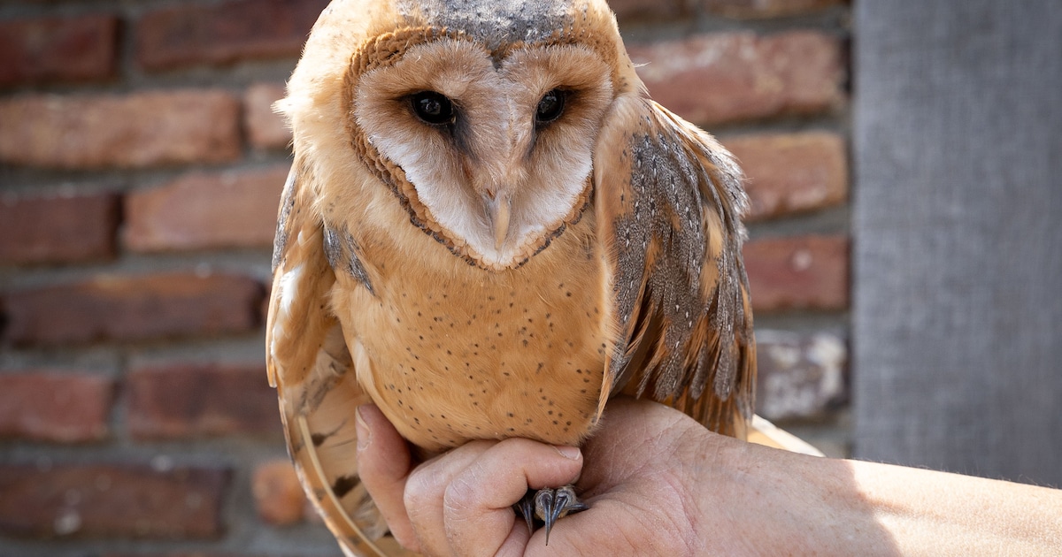 Cursus over uilen in Groene Huis in Amersfoort met excursie