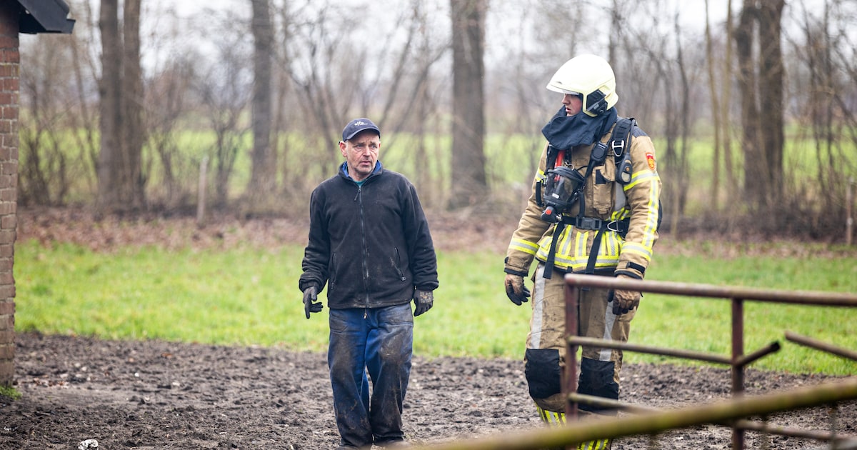 Vader en zoon treuren om dood kalfjes bij melkveebe­drijf in Vilsteren: ‘Ik heb heel hard ge­schreeu