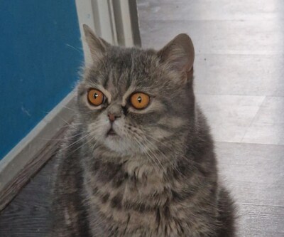 Heb jij Fredo, Moshi of Orbis gezien? Deze 29 huisdieren worden in Den Haag vermist