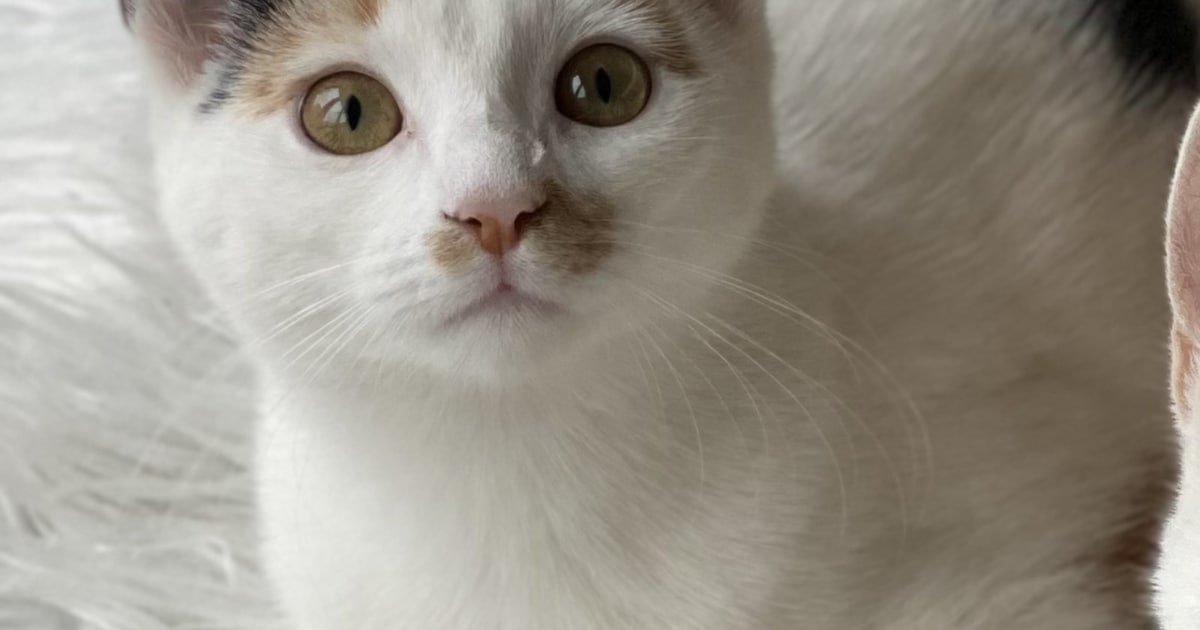 Heb jij Pipi, Vino of Mango gezien? Deze drie huisdieren worden in Koggenland vermist
