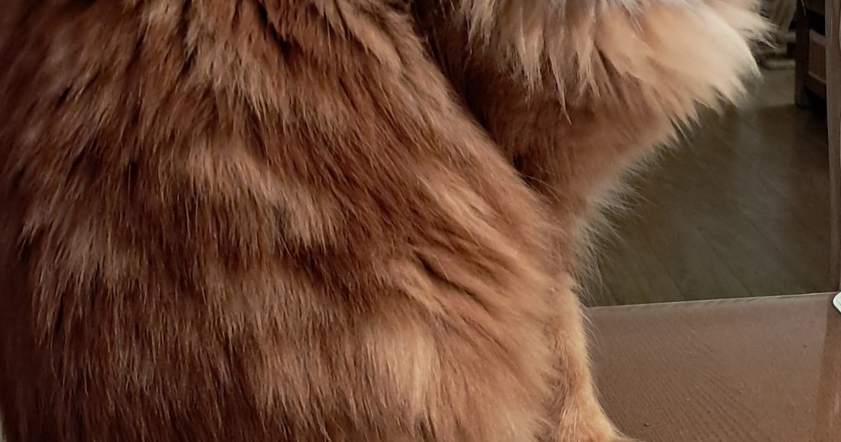 Heb jij Simba gezien? Dit huisdier wordt in Hardinxveld-Giessendam vermist