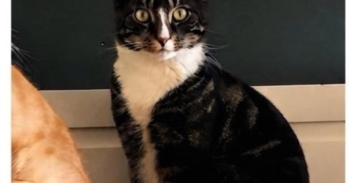 Heb jij Mango gezien? Dit huisdier wordt in Winterswijk vermist