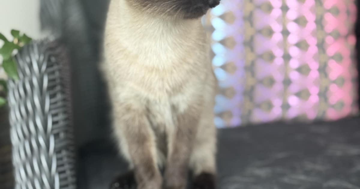 Heb jij Mawi of Millie gezien? Deze twee huisdieren worden in De Bilt vermist