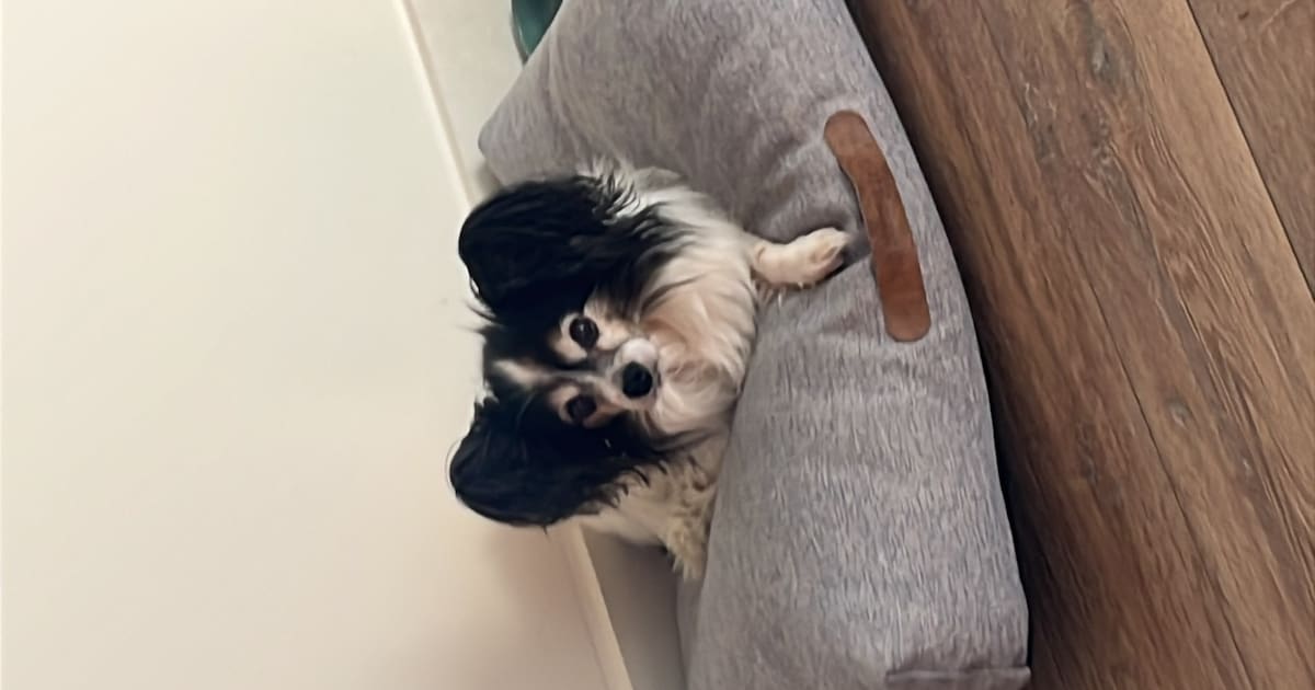 Heb jij Kimmy gezien? Dit huisdier wordt in Aalsmeer vermist