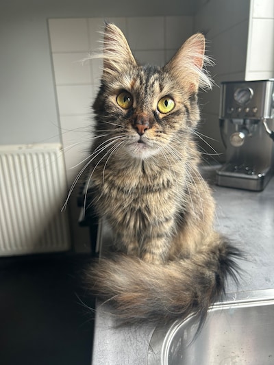 Heb jij Eevee of Droppie gezien? Deze twee huisdieren worden in Deventer vermist