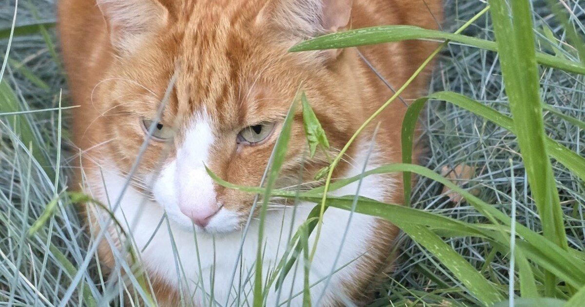 Heb jij Pip, Garfield of Manon gezien? Deze drie huisdieren worden in Aa en Hunze vermist