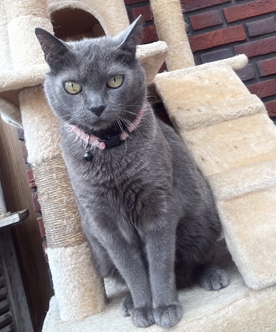 Heb jij Skittle, Tosti of Sky gezien? Deze vier huisdieren worden in Etten-Leur vermist