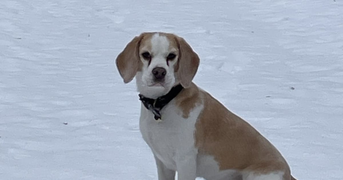 Heb jij Semmie gezien? Dit huisdier wordt in Heeze-Leende vermist