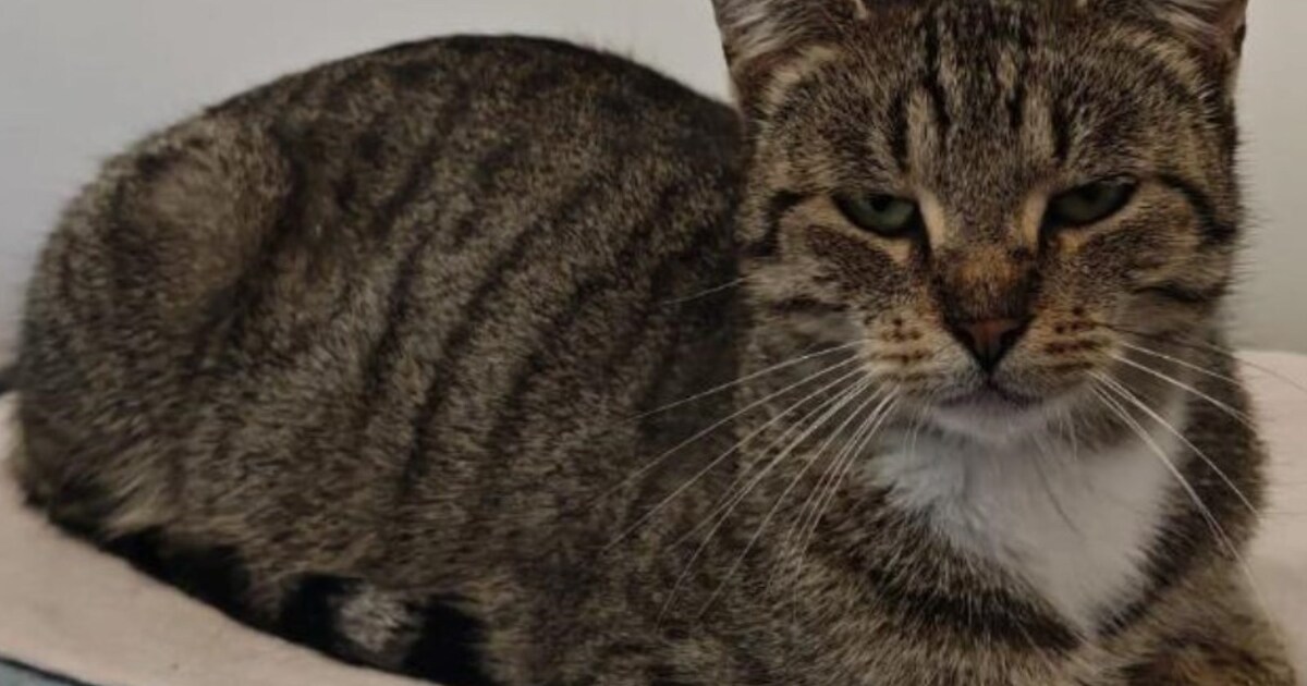 Heb jij Monica of Guus gezien? Deze twee huisdieren worden in Neder-Betuwe vermist