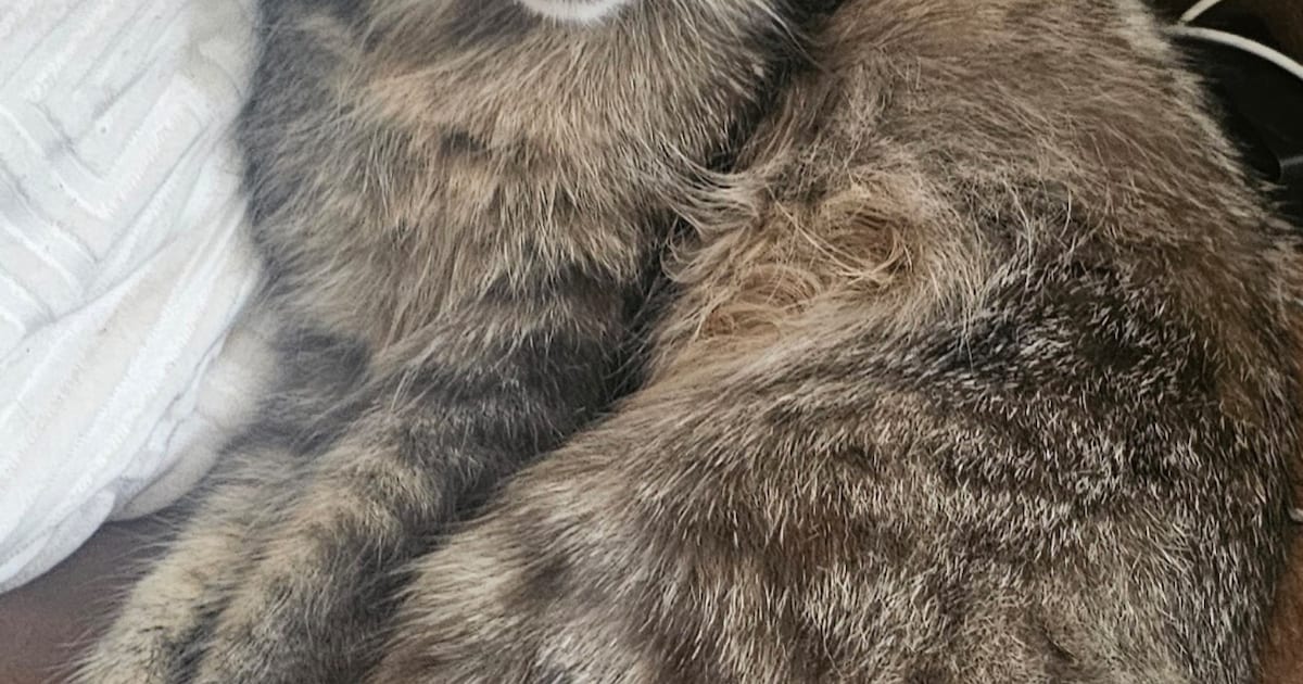 Heb jij Noosa, Smokey of Pepper gezien? Deze drie huisdieren worden in Deventer vermist