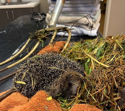 Jonge egel gespiest door hooivork bij het opruimen van de tuin, dierenambulance voert reddingsactie 