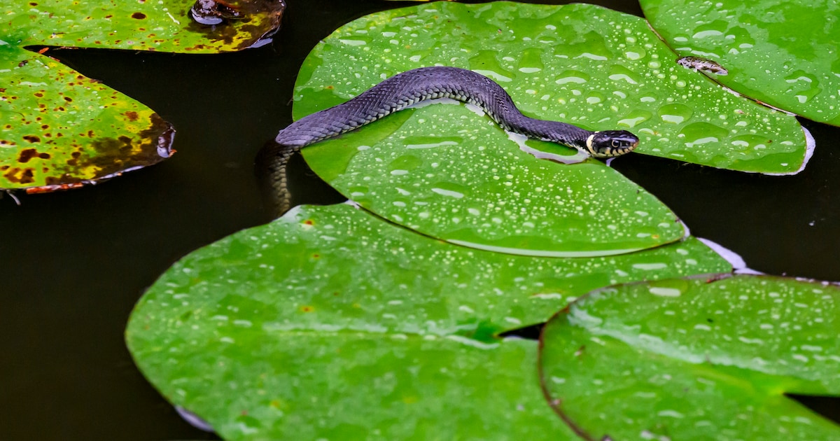 Modderige mesthopen moeten ‘belangrijke’ slang in Salland behouden: ‘Ze zijn totaal ongevaarlijk’