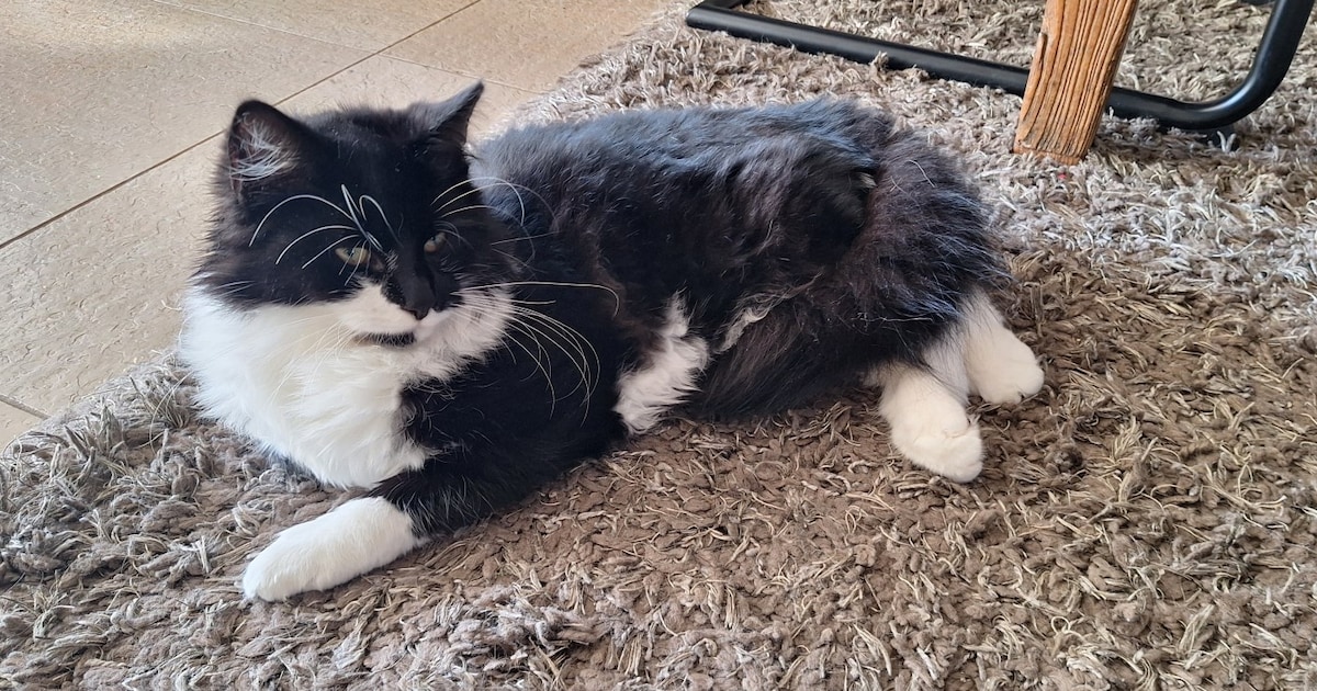 Heb jij Nimbus gezien? Dit huisdier wordt in Elburg vermist