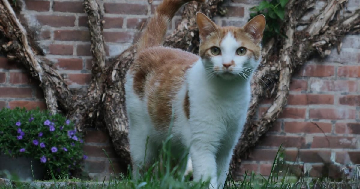 Heb jij Jip gezien? Dit huisdier wordt in Enkhuizen vermist