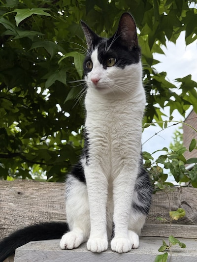 Heb jij Malou, Karel of Dea gezien? Deze zeven huisdieren worden in Ede vermist
