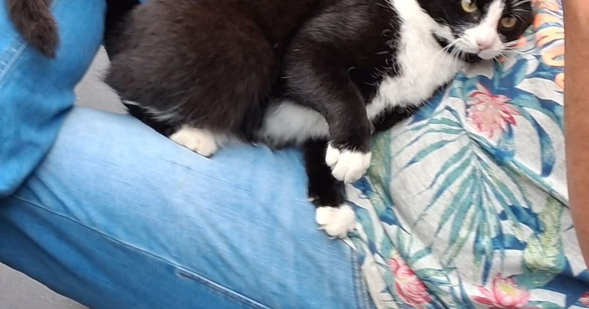 Heb jij Mowgli of Messi gezien? Deze twee huisdieren worden in Elburg vermist