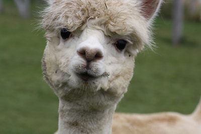 Alpacafarm Vorstenbosch start dagbesteding in 2026