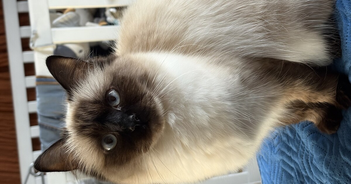 Heb jij Coco of Suki gezien? Deze twee huisdieren worden in Nissewaard vermist