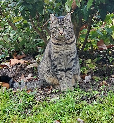 Heb jij Soep, Floki of Saartje gezien? Deze vier huisdieren worden in Apeldoorn vermist