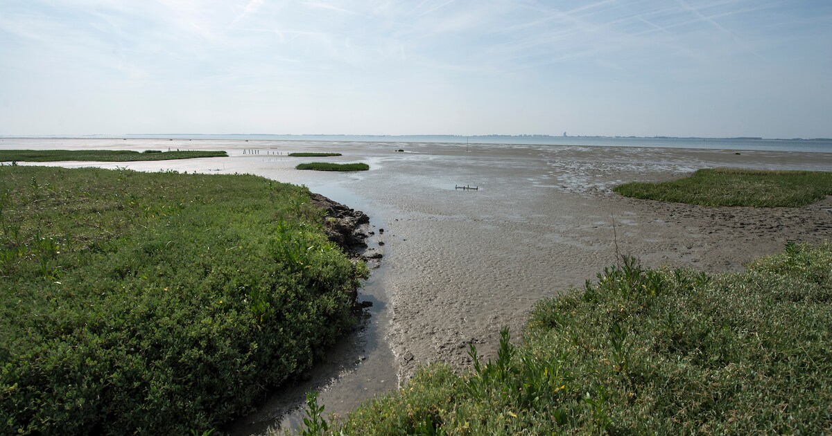 Schorren zijn koolstofkluizen: ze houden vijf keer meer C02 vast dan een bos en 500 keer dan een oce