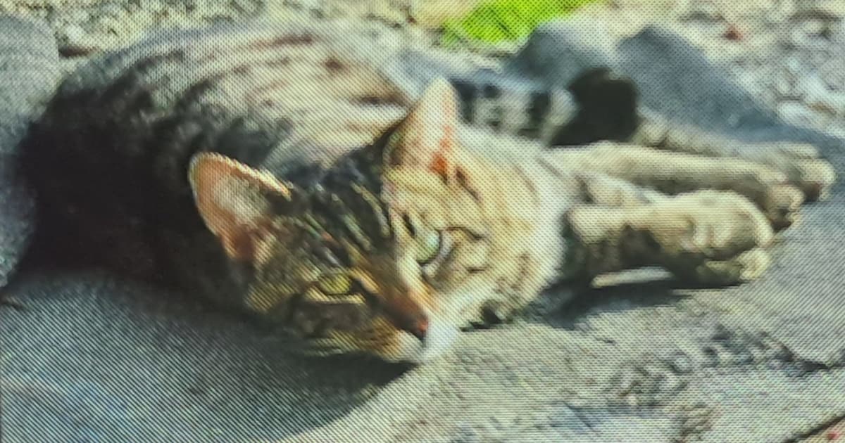 Heb jij Whiskey of Tijs gezien? Deze twee huisdieren worden in Dantumadiel vermist