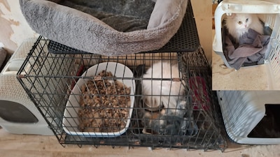 Vrouw verstopt dieren in ernstig vervuilde slaapkamer: inspectiedienst neemt negen katten in beslag 