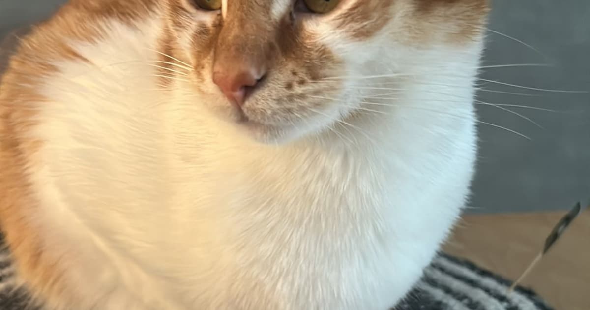 Heb jij Gyorgy gezien? Dit huisdier wordt in Nijmegen vermist