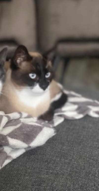 Heb jij Jack of Joop gezien? Deze twee huisdieren worden in Woerden vermist