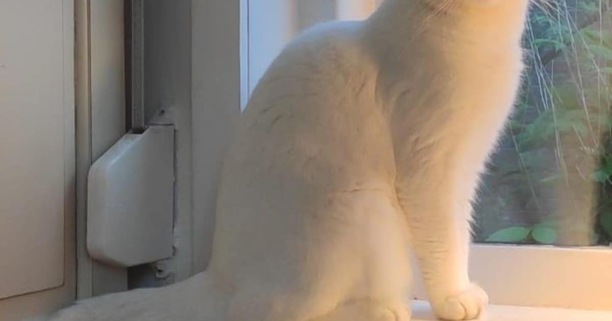 Heb jij Frodo of Luna gezien? Deze twee huisdieren worden in Albrandswaard vermist
