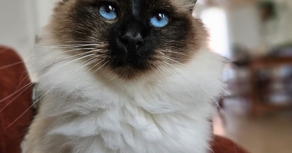 Heb jij Levi gezien? Dit huisdier wordt in Aalsmeer vermist