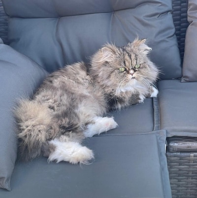 Heb jij Kiki, Nyx of Tijger gezien? Deze zeven huisdieren worden in Zwolle vermist
