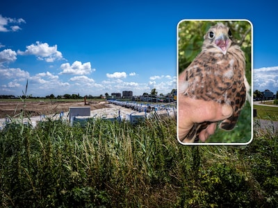 Na doodgemaaide fazant nu ook goed nieuws bij bouwterrein nieuw gemeentehuis: torenvalkjes geboren