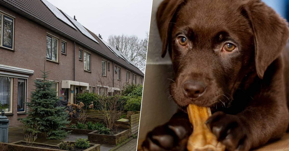 Prangende vragen na het achterblijven van groot aantal dieren in woning